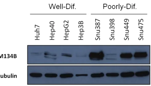 Figure 4.10: Comparison of FAM134 protein levels in well- and poorly-differentiated HCC cell  lines  