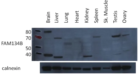 Figure 4.11: FAM134B protein levels in rat tissues 