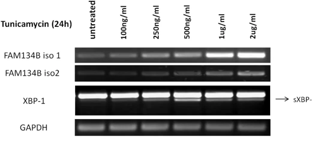 Figure 4.14: Tunicamyin treatment causes an increase in FAM134B expression 