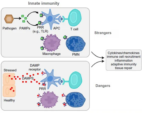 Figure  1.1  Origins  of  PAMPs,  DAMPs  and  their  recognition  by  innate  immunity