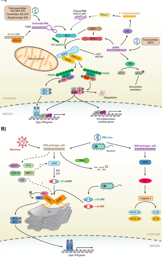 Figure  1.5  Cytosolic  nucleic  acid  sensors  of  innate  immunity.  A)  RIG-I,  MDA-5,  B)  STING pathway