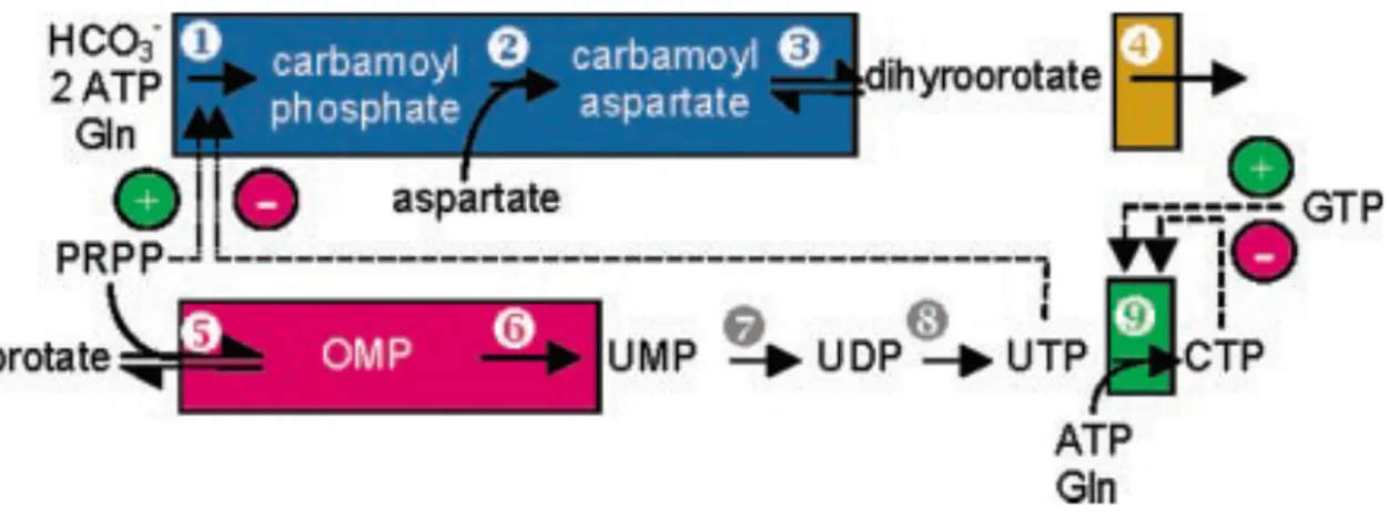 Figure  1.11  Illustration  of  mammalian  de  novo  pyrimidine  synthesis  pathway.  The  exact positioning of CTPS1 in pathway was indicated by green box number as 9