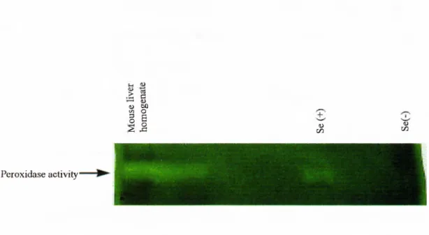 Figure 3.5.  Peroxidase activity in  cell  lysates from Huh7  cells was  demonstrated  on a  native gel