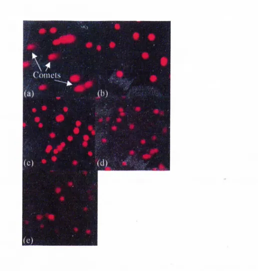 Figure  3.8.  Comet  assay  o f  Huh7  cells.  Growth  conditions  o f  the  samples  are  as  follows:  (a)  Se-deficient  (with  0.1%  FCS)  with  10"^  M  H 2 O 2   addition  (b)  Se-repleted  (with  10'^  M  Na 2 Se 03 )  with  10''*  M  H 2 O 2   