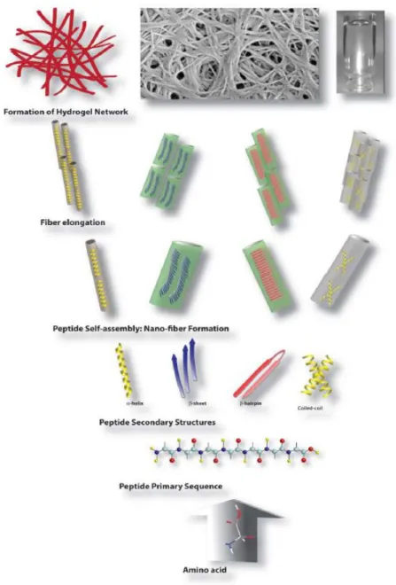 Figure 1. 1 Schematic illustration of the hierarchical self-assembly process involved  in the formation of hydrogels from peptide molecules