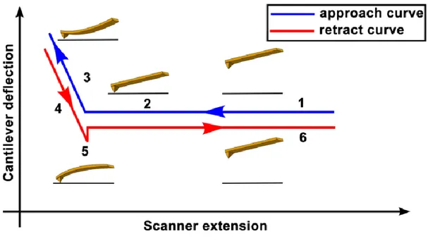 Figure 1. 7 Schematic diagram of the vertical tip movement during the approach and  retract parts of a force spectroscopy experiment