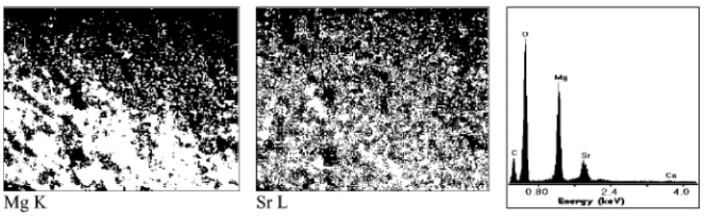 Fig. 10. EDS mapping of Mg and Sr on the surface of Sr-sorbed MgCO 3 . A typical EDS spectrum is also shown.