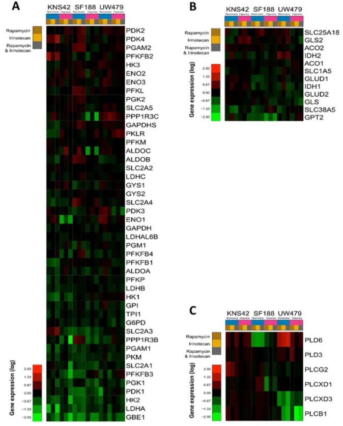 Figure 6: Effects of rapamycin, irinotecan and the combination of both on metabolism gene expression in KNS42, SF188  and UW479