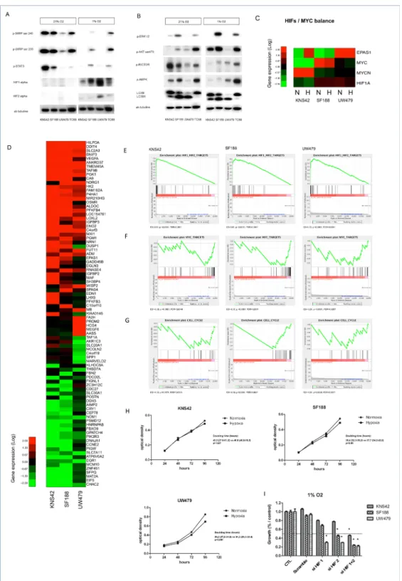Figure 2: Impact of hypoxia (1% O2) on mTOR pathway activation, gene expression and proliferation in KNS42,  SF188 and UW479 cell lines