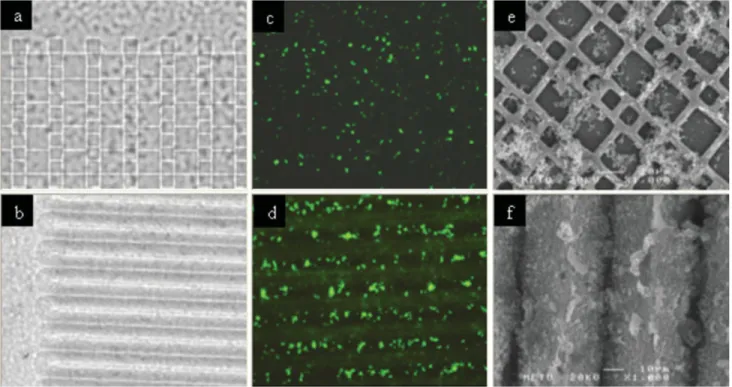 Figure 2. Images taken at particular steps of the sequential method used for enzymatic Ca-P deposition on micropat- micropat-terned PHBV ﬁlms