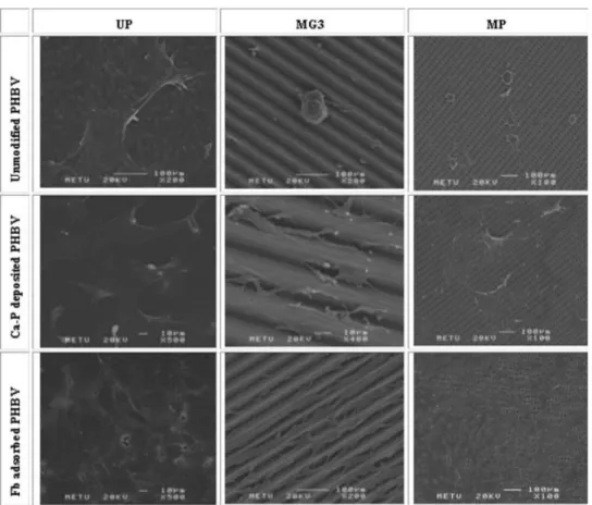 Figure 4. Cell attachment on PHBV ﬁlms normalized to cell number on TCPS after 24 h, following cell seeding.