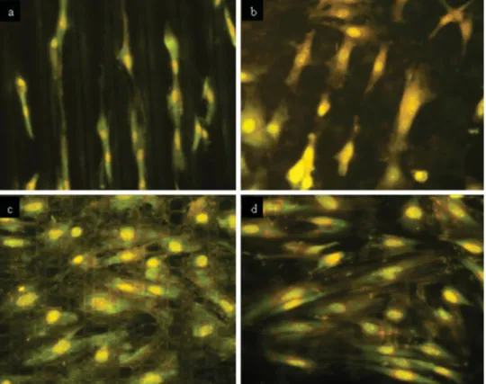 Figure 6. Method of (a) alignment determination and (b) the values of deviation angle of cells from groove axis on MG PHBV ﬁlms and an arbitrary reference line on UP and MP PHBV ﬁlms