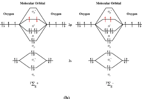 Figure 1: a) Schematic representation of  1 Δ g  state of singlet state oxygen. b) Schematic representation  of  1 Σ g +  state of singlet oxygen and  lowest triplet state of molecular oxygen