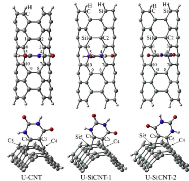 Fig. 1. Singular models. Fig. 2. Different views of Ueattached NTs.