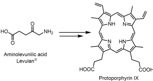 Figure 4. Biosynthesis of protoporphyrin in mammals starting from aminolevunilic  acid 