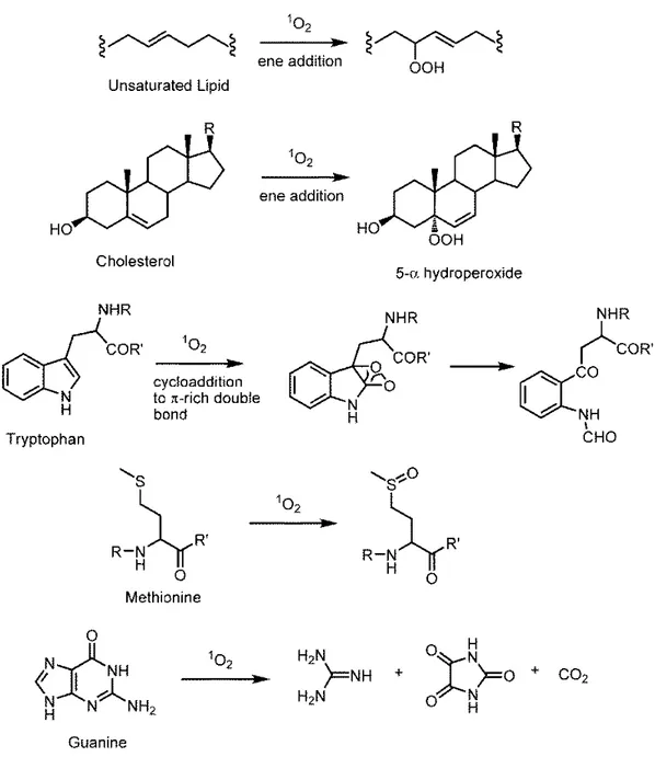 Figure 5. Some biomolecules’ reaction with singlet oxygen and its products 64 .  2.1.5  Molecular Orbital Diagram of Triplet and Singlet Molecular Dioxygen 65