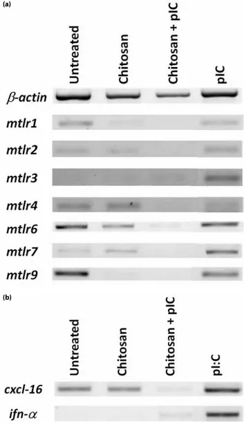 Figure 4. TLR and cytokine gene expression profile of chitosan  and pIC. mRNA levels of (a) TLRs, (b) CXCL-16 and IFN-α were  assessed by reverse transcriptase PCR from chitosan (20 µg/ml),  pIC (20 µg/ml) and chitosan/pIC (20 µg/ml:20 µg/ml) treated RAW  