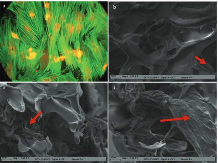 Figure 6. von Kossa staining of chitosan scaffolds at the third week. (a) Chitosan scaffold, (b) chitosan scaffold with free BMP-6 in medium and (c) BMP-6-loaded alginate microsphere incorporated within chitosan scaffold.