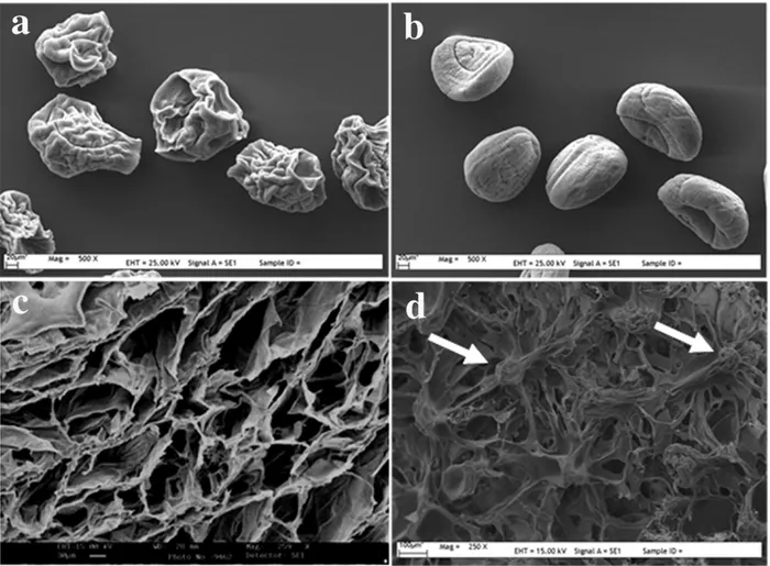 Figure 2. SEM images of (a) dried alginate microspheres of Group II-b, (b) dried alginate microspheres of Group III-c, (c) chitosan scaffold and (d) alginate microspheres incorporated chitosan scaffold (arrows indicate alginate microspheres).