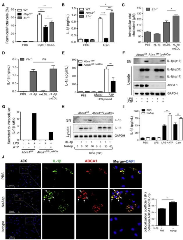 Figure 6. IL-1 b Secretion through ABCA1 Decreases Cholesterol Efflux and Promotes Foam Cell Formation