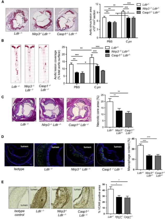 Figure 1. Nlrp3 Inflammasome Is Required for Both Diet-Induced and C.pn Infection-Accelerated Atherosclerosis in Ldlr –/– Mice