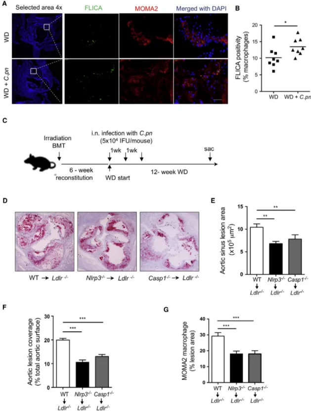Figure 2. Nlrp3 Deficiency in Hematopoietic Cells Prevents Atherosclerosis Acceleration by C.pn Infection