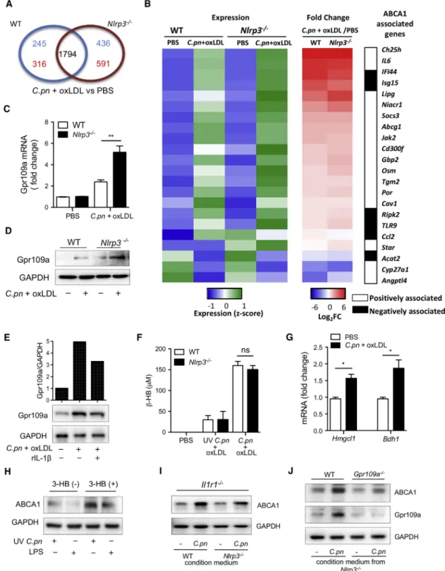 Figure 4. Gpr109a-ABCA1 Pathway Is Upregulated by b-Hydroxybutyrate Produced by C.pn-Infected Macrophages