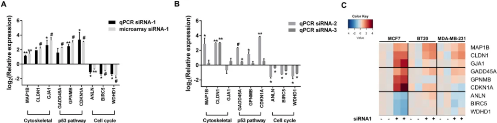Fig 4. RT-qPCR validation of CHRNA5 RNAi microarray data. A. RT-qPCR validation of selected genes modulated by siRNA-1 in MCF7 cells