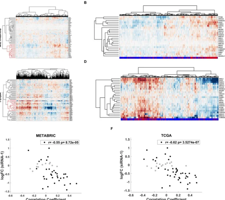 Fig 7. Analysis of DDR genes in METABRIC and TCGA data A, C. METABRIC (A) and TCGA (C) patient clustering with DDR genes and CHRNA5; red cluster includes CHRNA5