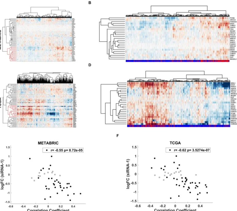Fig 7. Analysis of DDR genes in METABRIC and TCGA data A, C. METABRIC (A) and TCGA (C) patient clustering with DDR genes and CHRNA5; red cluster includes CHRNA5