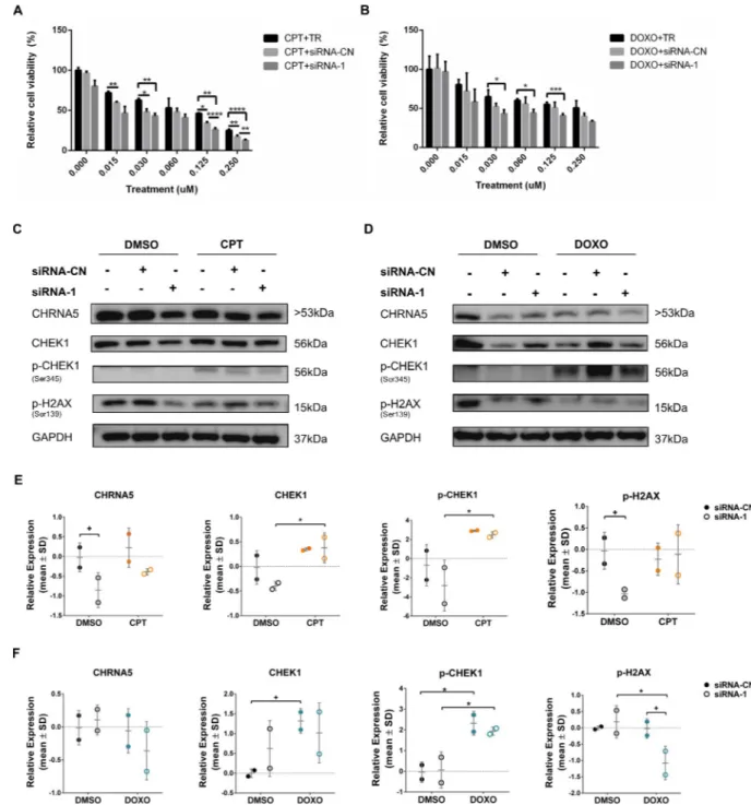 Fig 10. Effects of CHRNA5 RNAi in drug sensitivity in BT-20 cell line. Relative cell viability of siRNA-1 treated BT-20 cells to A