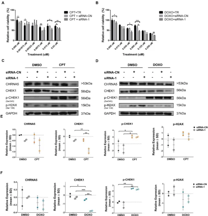 Fig 11. Effects of CHRNA5 RNAi in drug sensitivity in MDA-MB-231 cell line. Relative cell viability of siRNA-1 treated MDA-MB-231 cells to A