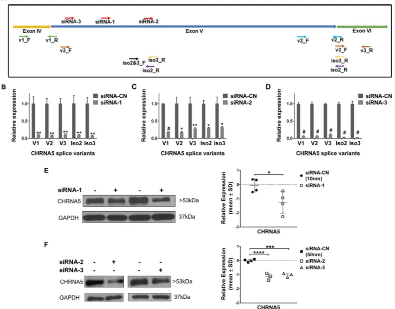 Fig 2. Downregulation of CHRNA5 expression by RNAi. A. Schematic representation of target sites of siRNA molecules and primers for CHRNA5 isoforms