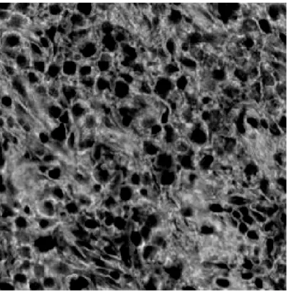 Figure 2.15: E Channel of an H&amp;E Stained HE Liver Tissue Image