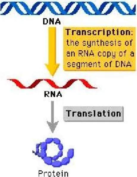 Figure 1: Central Dogma. RNA is synthesized from DNA by a process  called transcription and protein is synthesized from RNA segment by a process  called translation