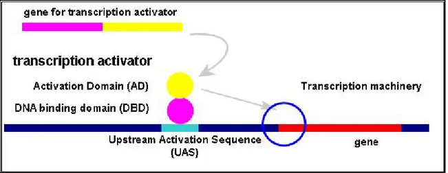 Figure 3: Regulation of gene expression in yeast. 