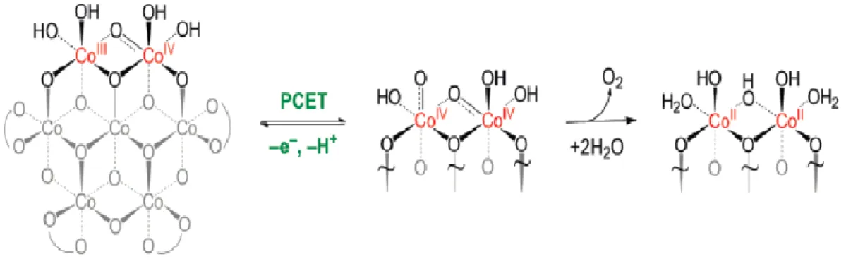 Figure  1.2.  Proposed  pathway  for  the  OER  by  CoPi.  Curved  lines  denote  phosphate, OH x  terminal or bridging ligands [20]