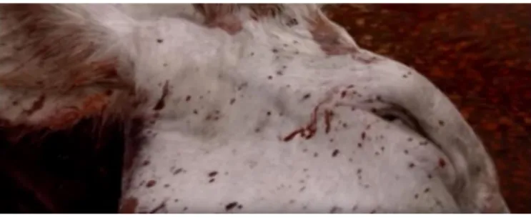 Figure 1.3 The image of the same ox is demonstrated with blood on its face in the  slaughterhouse (Erdem, 2009)