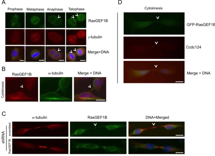 Figure 6. RasGEF1B and Ccdc124 colocalize at the midbody. (A–B) Subcellular localizations of RasGEF1B proteins in synchronously dividing HeLa cells were detected with specific anti-RasGEF1B antibodies