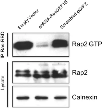 Figure 7. The guanine nucleotide exchange factor RasGEF1B controls cellular Rap2 . GTP status