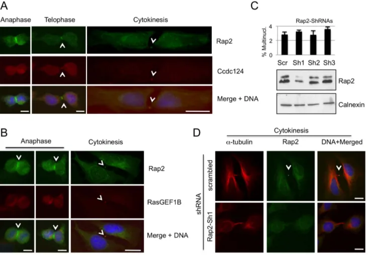 Figure 8. Rap2 colocalize with Ccdc124 and RasGEF1B at the subcellular level. Subcellular localizations of endogenous Rap2 and Ccdc124 or RasGEF1B proteins were studied in HeLa cells by immunofluorescence methods