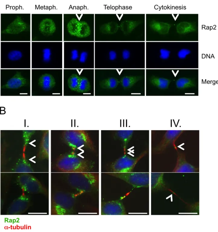 Figure 9. Active endogenous Rap2 relocates to midzone at anaphase, and to midbody during cytokinetic abscission