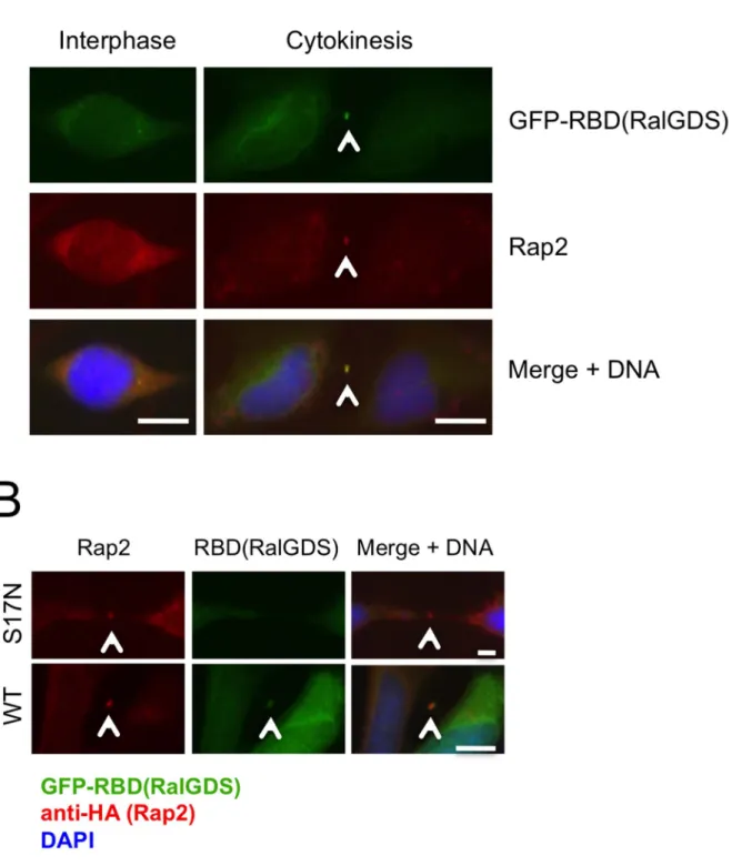 Figure 10. Rap2 effector proteins translocate to the midbody depending on the signal transduction activity of Rap2