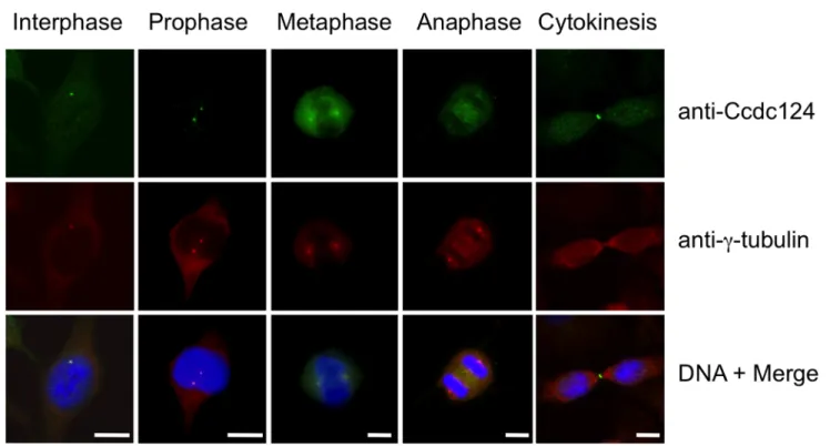 Figure 2. Ccdc124 is present at the centrosome and it concentrates at the midbody in late stages of cytokinesis