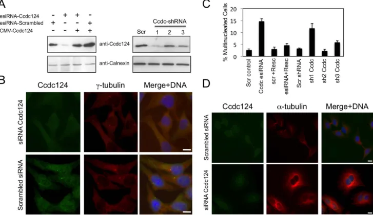 Figure 4. Depletion of Ccdc124 in HeLa cells by RNAi leads to cytokinesis failure. (A) HeLa cells were transfected with either esiRNAs or shRNA vectors (Sh1, Sh2, Sh3) targeting Ccdc124, cell lysates were collected at 48 hrs post-transfection, and immunobl
