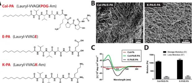 Figure 1. Peptide molecules and their characterizations. (A) Chemical structures of Col-PA, E-PA, and K-PA