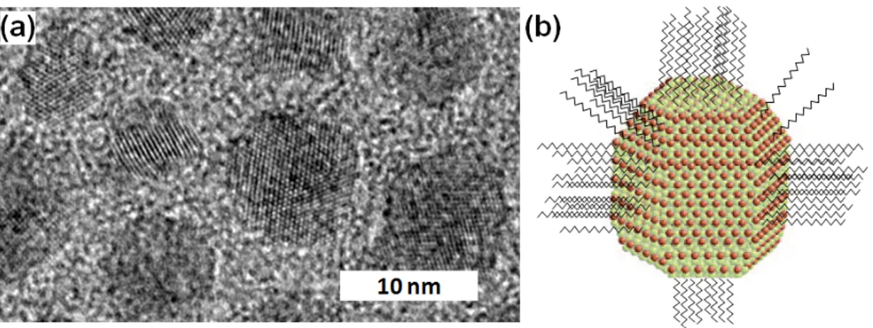Figure 2.5: (a) Transmission electron micrograph of CdZnS/ZnS QDs synthesized and imaged by our group