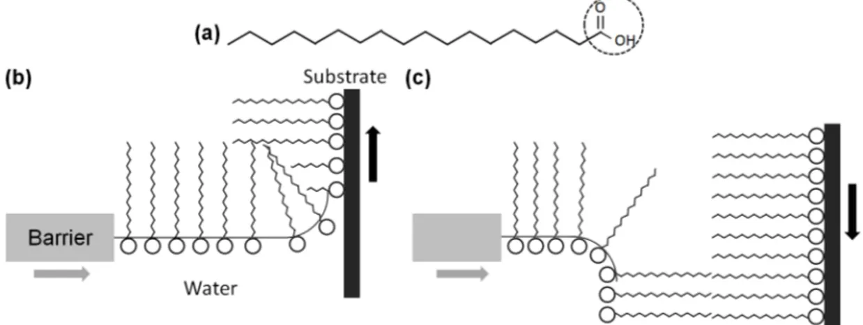 Figure 2.7: (a) Stearic acid molecule, which has a hydrophilic carboxyl group at one end (circled) of a hydrophobic alkyl group (b) Langmuir deposition of a stearic acid monolayer on a substrate