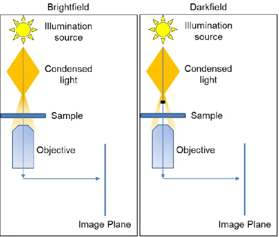 Figure 3.12 Brightfield and darkfield microscopy configurations for the inverted optical  microscope.
