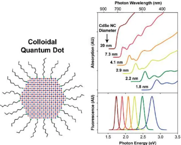 Figure 2.2: Quantum dot and their absorption and fluorescence peaks. Reprinted from  Ref